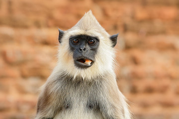 Obraz premium Food in the muzzle. Common Langur, Semnopithecus entellus, monkey with fruit in the mouth, nature habitat, Sri Lanka. Wildlife scene form nature. Detail portrait of monkey from wild Asia.