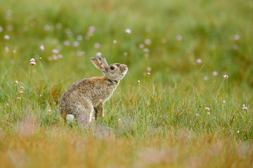 Cute rabbit with flower dandelion sitting in grass. Animal nature habitat, life in meadow. European rabbit or common rabbit, Oryctolagus cuniculus, hidden grass. Rabit in pink spring flowers.
