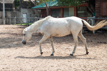 Fototapeta premium White horse in the pen