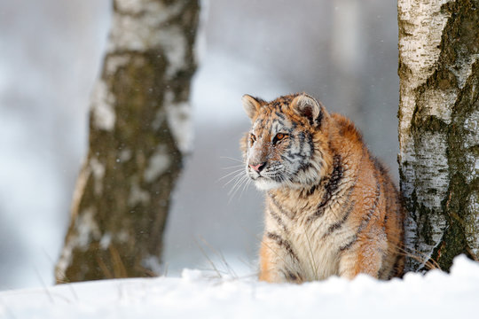 Siberian tiger in snow fall. Amur tiger running in the snow. Tiger in wild winter nature. Action wildlife scene with danger animal. Cold winter in tajga, Russia. Snowflake, snowy storm with cat.
