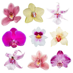 nine isolated orchid blooms collection