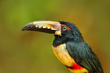 Portrait of toucan. Collared Aracari, Pteroglossus torquatus, bird with big bill. Toucan sitting on the branch in the forest, Costa Rica. Nature bird travel in central America. Close-up portrait.