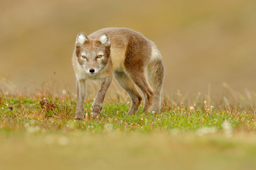 Arctic Fox, Vulpes lagopus, cute animal portrait in the nature habitat, grass meadow with flowers, Iceland. Polar fox in the nature spring habitat. Wildlife from Arctic.