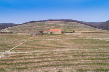 aerial view of vineyard