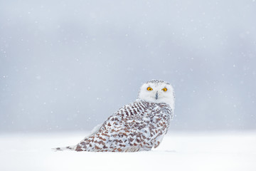Obraz premium Yellow eyes in white. Winter scene with white owl. Snowy owl, Nyctea scandiaca, rare bird sitting on the snow, snowflakes in wind, Manitoba, Canada. Wildlife scene from snowy nature.