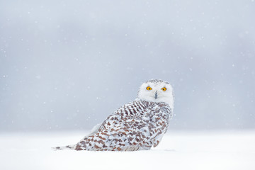 Yellow eyes in white. Winter scene with white owl. Snowy owl, Nyctea scandiaca, rare bird sitting on the snow,  snowflakes in wind, Manitoba, Canada. Wildlife scene from snowy nature.