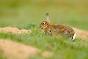 Rabbit in spring flowers. Cute rabbit with flower dandelion sitting in grass. Animal nature habitat, life in meadow. European rabbit or common rabbit, Oryctolagus cuniculus, hidden grass.