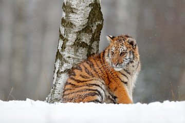 Amur tiger sitting in snow. Tiger in wild winter nature. Action wildlife scene with danger animal. Cold winter in tajga. Snowflake with beautiful background. Siberian tiger in snow fall, birch tree.