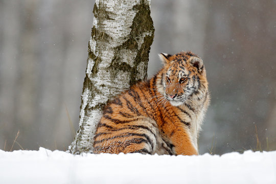 Fototapeta Amur tiger sitting in snow. Tiger in wild winter nature. Action wildlife scene with danger animal. Cold winter in tajga. Snowflake with beautiful background. Siberian tiger in snow fall, birch tree.