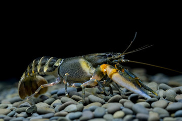 lobster
