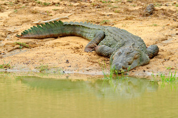 Large Mugger crocodile Crocodylus palustris relaxing on the rock in river with opened mouth. River in foreground, green mangrove in background. Sri Lanka. Wildlife in Srilanka. Lizard in the water.
