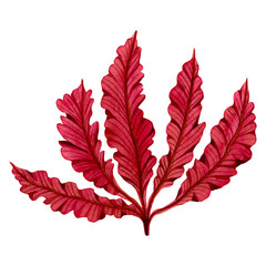 Red Seaweed watercolor hand painted element isolated on white background. Watercolor seaweed illustration design. With clipping path.. © nongnuch_l