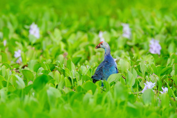 Art view of nature. Purple Swamphen, Porphyrio porphyrio, in the nature green march habitat in Sri Lanka. Rare blue bird with red head in the water grass with pink flower. Wildlife scene from Asia.