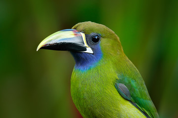 Blue-throated Toucanet, Aulacorhynchus prasinus, green toucan bird in the nature habitat, exotic animal in tropical forest, Costa Rica. Wildlife scene from nature. Exotic bird in the tropic forest.