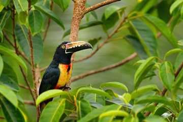 Collared Aracari, Pteroglossus torquatus, bird with big bill. Toucan sitting on the branch in the forest, Boca Tapada, Laguna de Lagarto Lodge, Costa Rica. Nature bird travel in central America.