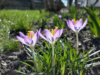 Beautiful spring purple crocuses