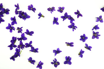 Violet spring flowers