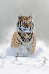 Fototapeta premium Amur tiger running in the snow. Action wildlife scene with danger animal. Cold winter in tajga, Russia. Snowflake with beautiful Siberian tiger, Panthera tigris altaica. Tiger in wild winter nature.