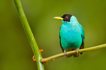 Green Honeycreeper, Chlorophanes spiza, exotic tropic malachite green and blue bird form Costa Rica. Tanager from tropic forest. Close-up portrait of nice animal in habitat. Detail of beautiful bird.