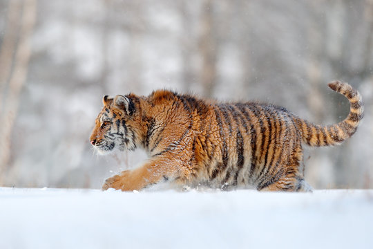 Siberian tiger walking in snow. Winter scene with amur tiger. Wildlife scene from nature.