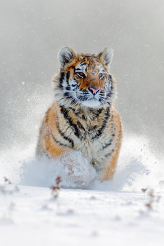 Amur tiger running in the snow. Action wildlife scene with danger animal. Cold winter in tajga, Russia. Snowflake with beautiful Siberian tiger, Panthera tigris altaica. Tiger in wild winter nature.
