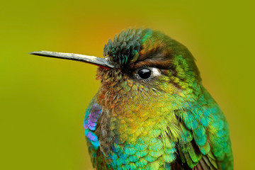 Detail of hummingbird glossy plumage. Fiery-throated Hummingbird, Panterpe insignis, colour bird sitting on larch branch. Mountain bright animal from Costa Rica. Detail portrait of shiny bird. © ondrejprosicky