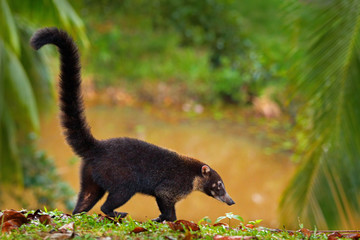 Raccoon, Procyon lotor, walking around river in National Park Manuel Antonio, Costa Rica, Animal in the forest. Raccoon with long tail. Mammal in the nature habitat. Animal from tropic Costa Rica.