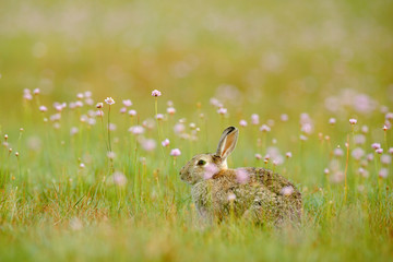 Rabit in ping spring flowers. Cute rabbit with flower dandelion sitting in grass. Animal in nature habitat, life in meadow. European rabbit or common rabbit, Oryctolagus cuniculus, hidden in the grass