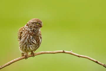 Little Owl, Athene noctua, bird in the nature habitat, clear green background. Bird with yellow eyes, Hungary. Wildlife scene from nature. Animal behaviour in habitat.