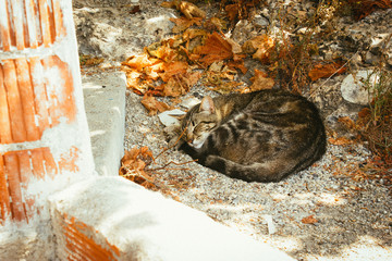 cat relaxing in the shadows