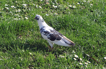 Pigeon sur la pelouse