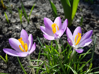 Beautiful spring purple crocuses