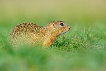 Naklejka na ściany i meble European Ground Squirrel, Spermophilus citellus, sitting in the green grass during summer, detail animal portrait, Czech Republic. Wildlife scene from nature. Animal hidden in the grass. Spring time.