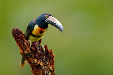 Collared Aracari, Pteroglossus torquatus, bird with big bill. Toucan sitting on the branch in the forest, Boca Tapada, Laguna de Lagarto Lodge, Costa Rica. Nature bird travel in central America.