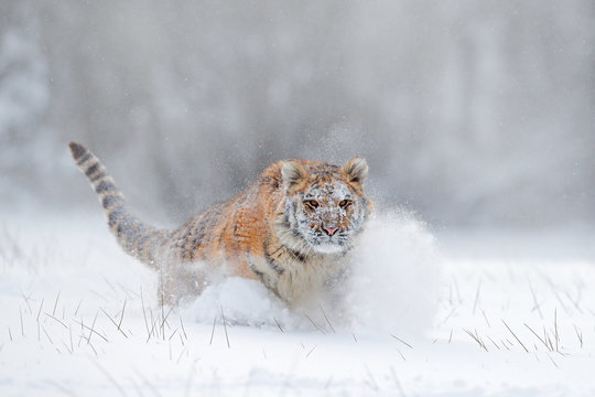 Flying tiger. Tiger in wild winter nature.  Amur tiger running in the snow. Action wildlife scene with danger animal. Cold winter in tajga, Russia. Snowflake with beautiful Siberian tiger.