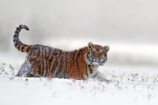 Face fixed tiger look. Siberian tiger in snow fall. Amur tiger running in the snow. Action wildlife winter scene with danger animal. Cold winter in tajga, Russia. Snowflake with beautiful background.