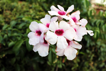 White Flower with Purple Tints