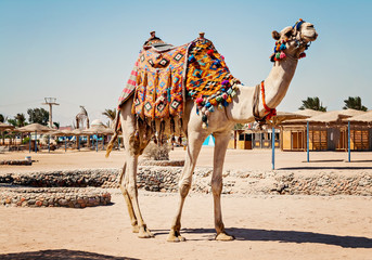 Chameau debout de toute sa hauteur, utilisé pour des voyages touristiques à Hurghada, Egypte