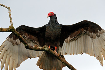 Ugly black bird Turkey vulture, Cathartes aura, sitting on the tree, Costa Rica. Bird with open...
