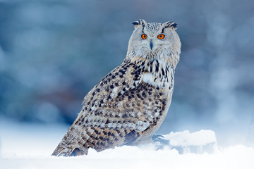 Cold winter with rare bird. Big Eastern Siberian Eagle Owl, Bubo bubo sibiricus, sitting on hillock with snow in the forest. Birch tree with beautiful animal. Bird from Russia winter.