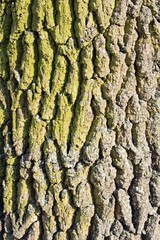 Tronc d'arbre