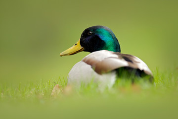 Bird hidden in the grass. Water bird Mallard, Anas platyrhynchos, with reflection in the water. Duck in the green surface. Still water with Mallard. Bird from Europe.