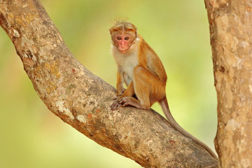 Toque macaque, Macaca sinica. Monkrey on the tree. Macaque in nature habitat, Sri Lanka. Detail of monkey, Wildlife scene from Asia. Beautiful colour forest background. Macaque in the forest.