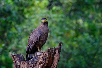 Crested serpent eagle,Spilornis cheela. Sri lankan eagle, perched on trunk in forest environment, looking for prey. Wildlife photography. Wilpattu national park, Sri Lanka, wildlife. Bird in habitat.