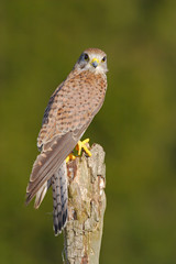 Common Kestrel, Falco tinnunculus, little birds of prey sitting on the tree trunk, Slovakia. Summer day with kestrel. Wildlife scene from Europe.