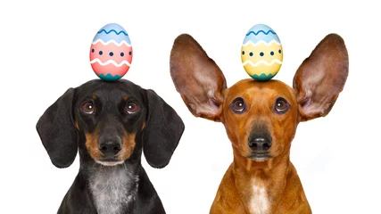 Cercles muraux Chien fou easter bunny dogs with egg