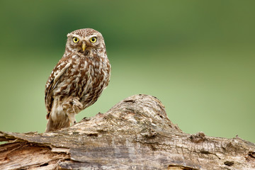 Owl with catch frog in talon. Little Owl, Athene noctua, bird in the nature habitat, clear green background. Bird with yellow eyes, Hungary. Wildlife scene from nature. Animal behaviour in habitat.
