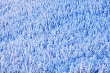Spruce tree forest with snow, ice and rime. Pink morning light before sunrise. Winter twilight, cold nature in forest. Orlicke hory, Czech republic. Mountain landscape, trees. Blue winter landscape.