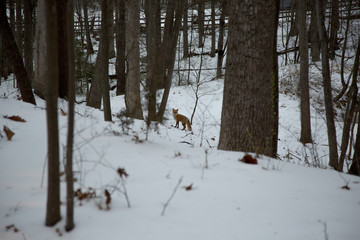 Red Fox