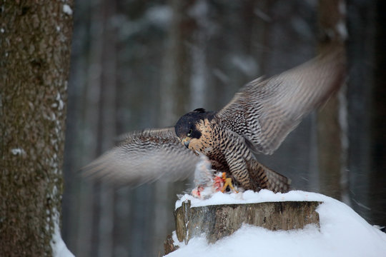 Falcon witch catch dove. Wildlife scene from snowy nature. Peregrine Falcon, bird of prey sitting on the tree trunk with open wings during winter with snow, Germany. Snow storm with bird and catch.